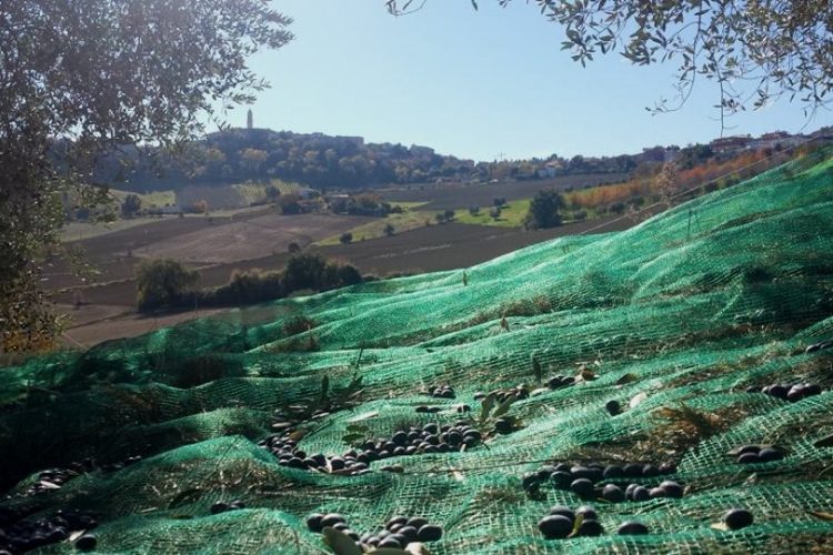 FERMO(MARCHE) SPLENDIDO AGRITURISMO CON 7 ETTARI DI TERRENO E PISCINA